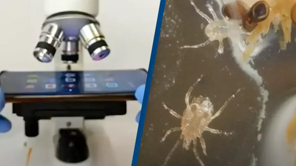 手機表面細菌量高於馬桶座位，示意圖顯示手機螢幕細菌與清潔方式比較